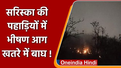 Rajasthan: 24 घंटे में दूसरी बार Sariska Tiger Reserve में लगी आग, खतरे में बाघ | वनइंडिया हिंदी