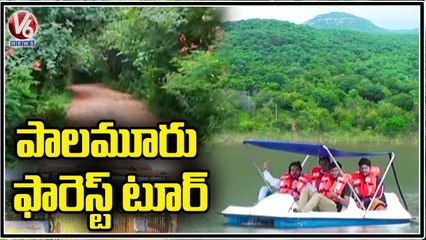 Mini Forests Attract Tourists | Telangana | V6 News