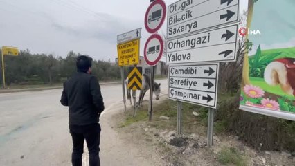 Yol ortasında ağaca bağlı atı görenler şoke oldu