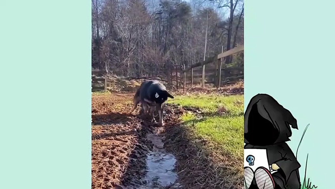 Funniest Cats and Dogs | Funny Animal Videos | Fun Shorts #508