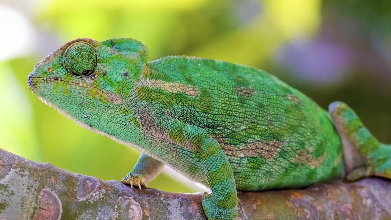 Wild Animals Collection HD Video | High Quality Animals from the World Video