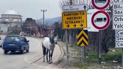 Yol ortasında ağaca bağlı atı görenler şoke oldu