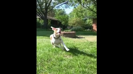 Dogs Grow Up - i'm a big kid now Baby to Adult Dogs