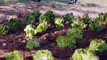 La Hija del Embajador - Sefirin Kizi - Capítulo 98 (AUDIO ESPAÑOL)