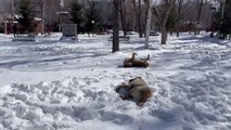 Sahipsiz köpeklerin karda oyunu gülümsetti