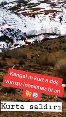 Kangal ve kurt karşı karşıya! Tek hamleyle yere serdi