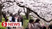 Tokyo's cherry blossoms hit full bloom
