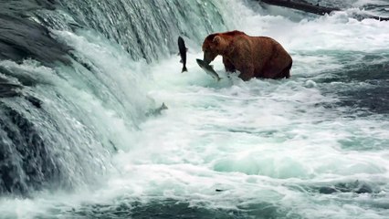 Grizzly - Extrait (4) VF