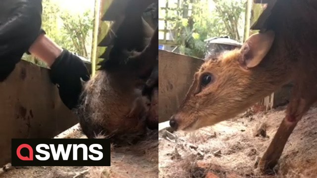 UK man rescues DEER stuck behind garden fence