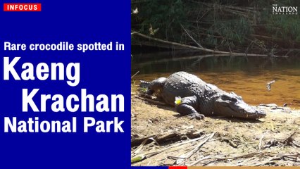 Rare crocodile spotted in Kaeng Krachan National Park | The Nation Thailand