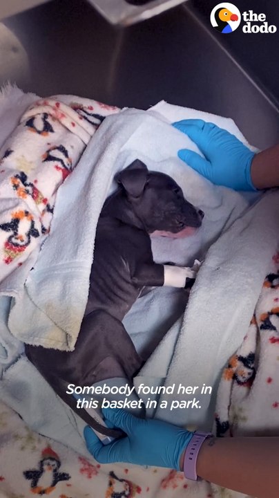 Puppy Abandoned In A Basket Chases Her Rottweiler Sister Now