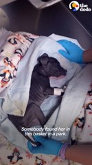 Puppy Abandoned In A Basket Chases Her Rottweiler Sister Now