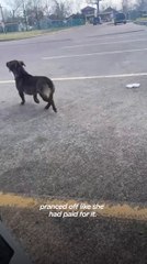 Woman Rescues A Stray Dog Who Prefers Her Husband
