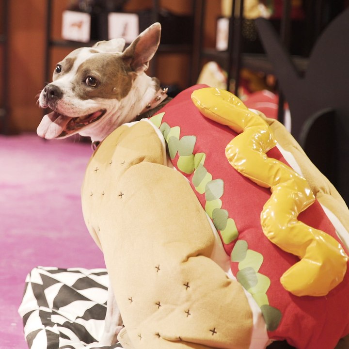 Spoil Your Pup at The Dodo's Best Dog Day Ever Event