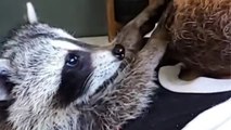 Baby Rescue Raccoon Climbs All Over Her New Siblings