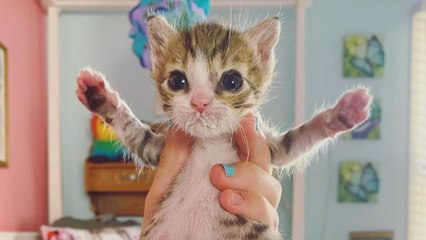 Tiniest Kitten Ever Makes The Cutest Little Noises