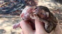 Tiny Kittens Found In Road Climb Up Their Foster Mom's Legs