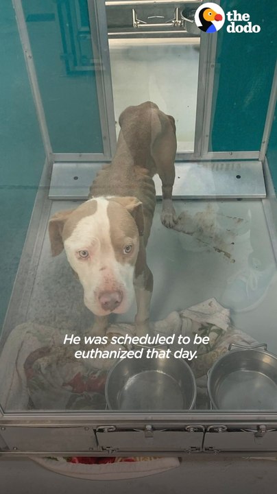 Terrified Pittie Transforms Into The Biggest Cuddlebug