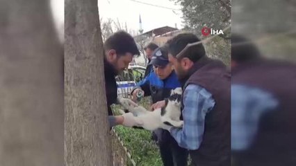 Bursa'da bahçe demirlerine saplanan kedi kurtarıldı