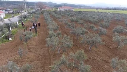 "Zeytincilik Çalıştayı"na katılan akademisyenler ve üreticiler zeytin alanlarını inceledi