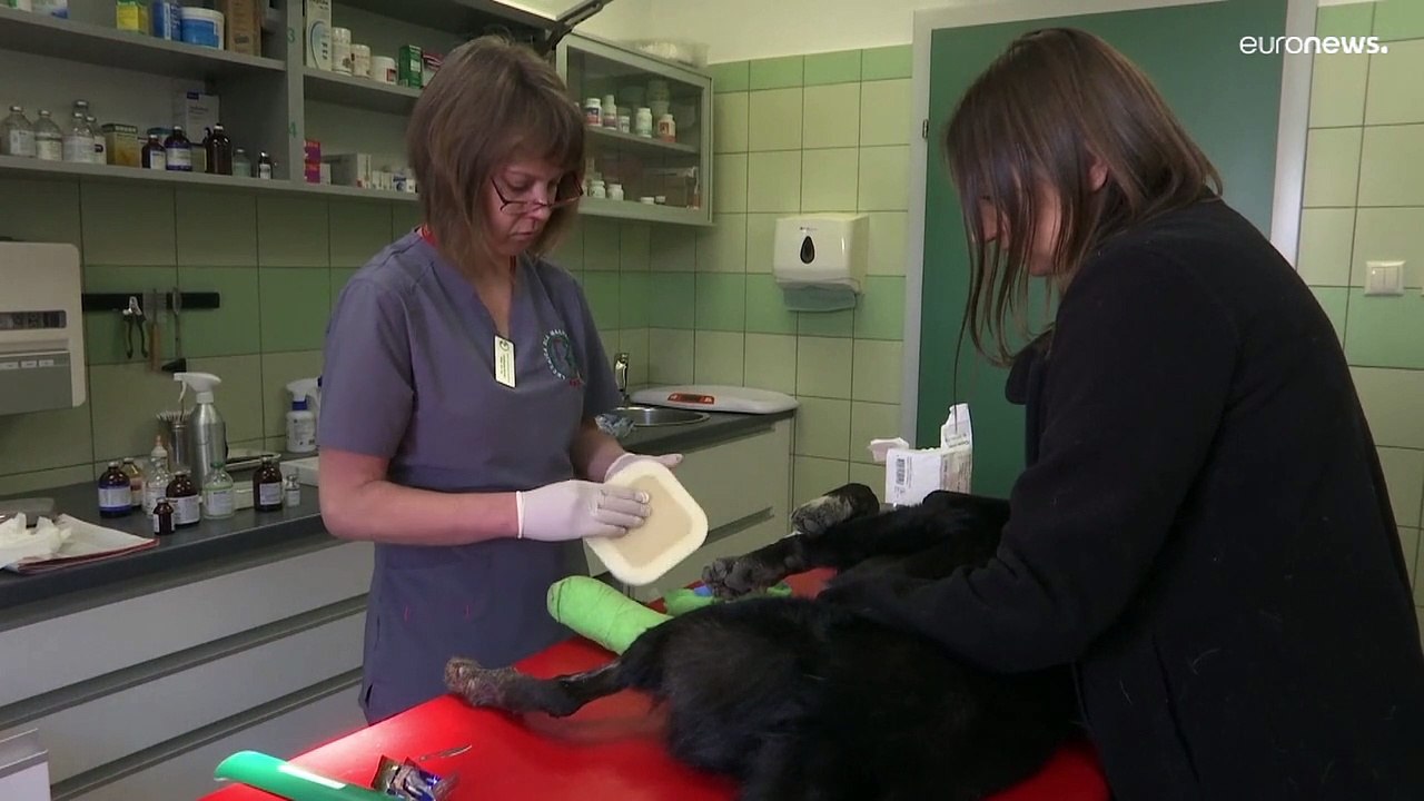 Polen: Hilfe für Haustiere aus der Ukraine