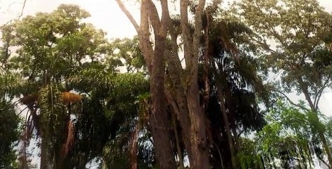 The Immortals of Brazil S01 E08