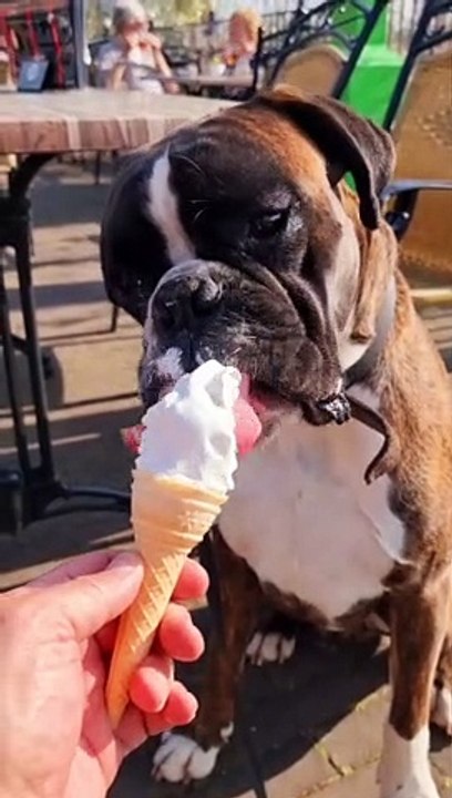Boxer Pup Enjoys Ice Cream Cone