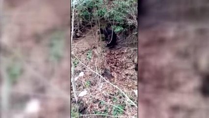 Karla mücadele eden ekipler ayı ile karşılaştı