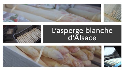 Un produit, un territoire : l'asperge blanche d'Alsace