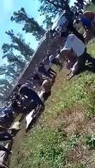 Cerdos carneados en la ruta en Córdoba