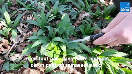 C'est si bon : l'ail des ours