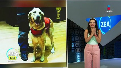 Muere Nalah, perrita rescatista del 19S