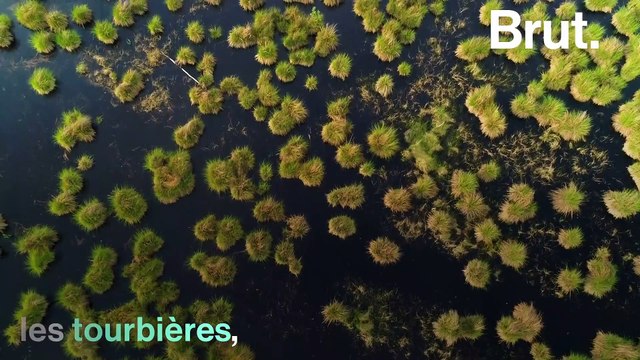 Les baleines sont des puits de carbone