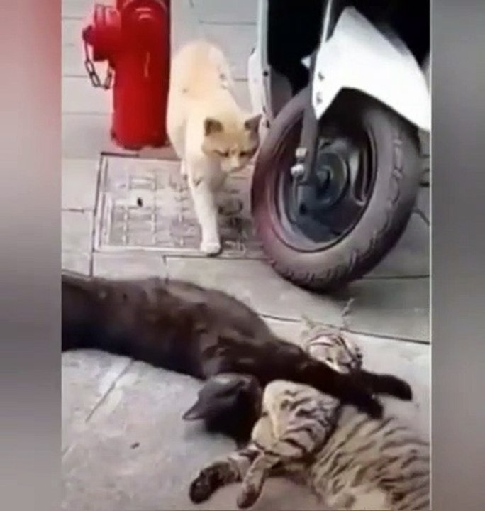 cheating cat