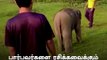 Baby Elephant Enjoys His Football Play Time With Mom