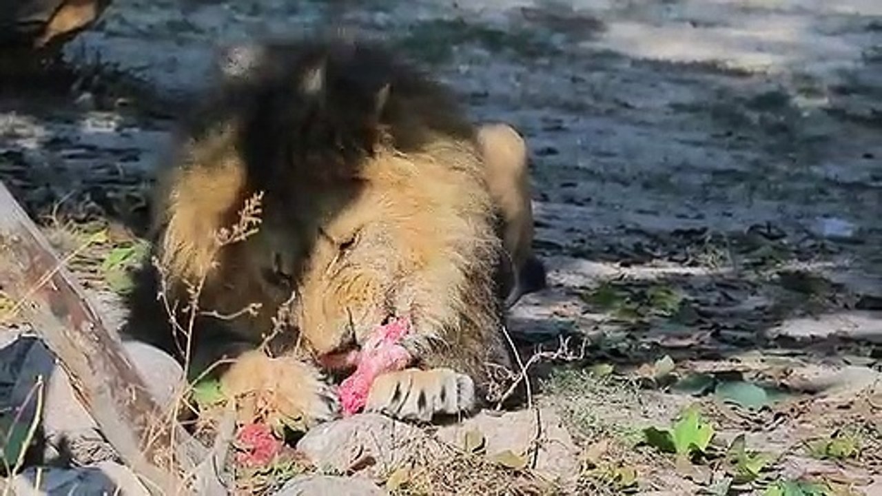 Zoo - 29044