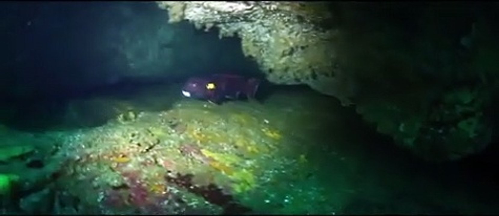 Diving - 908
