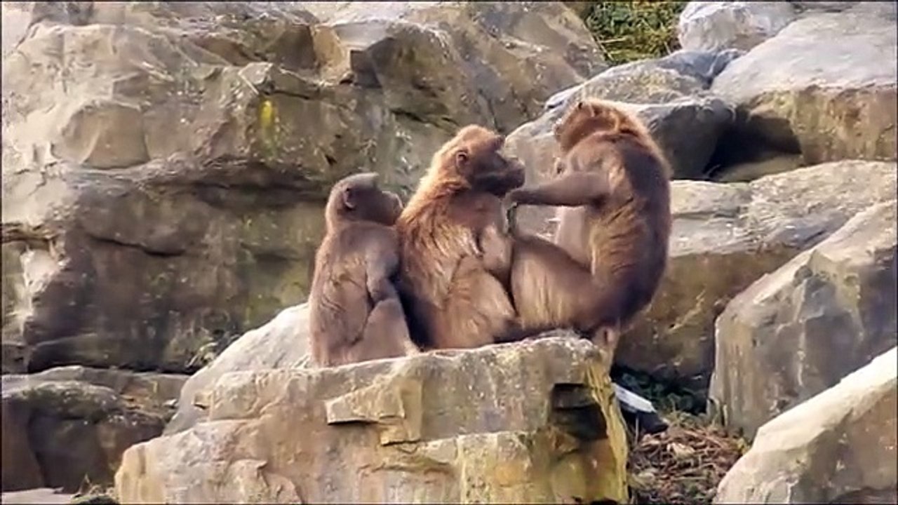 Ape - 2020