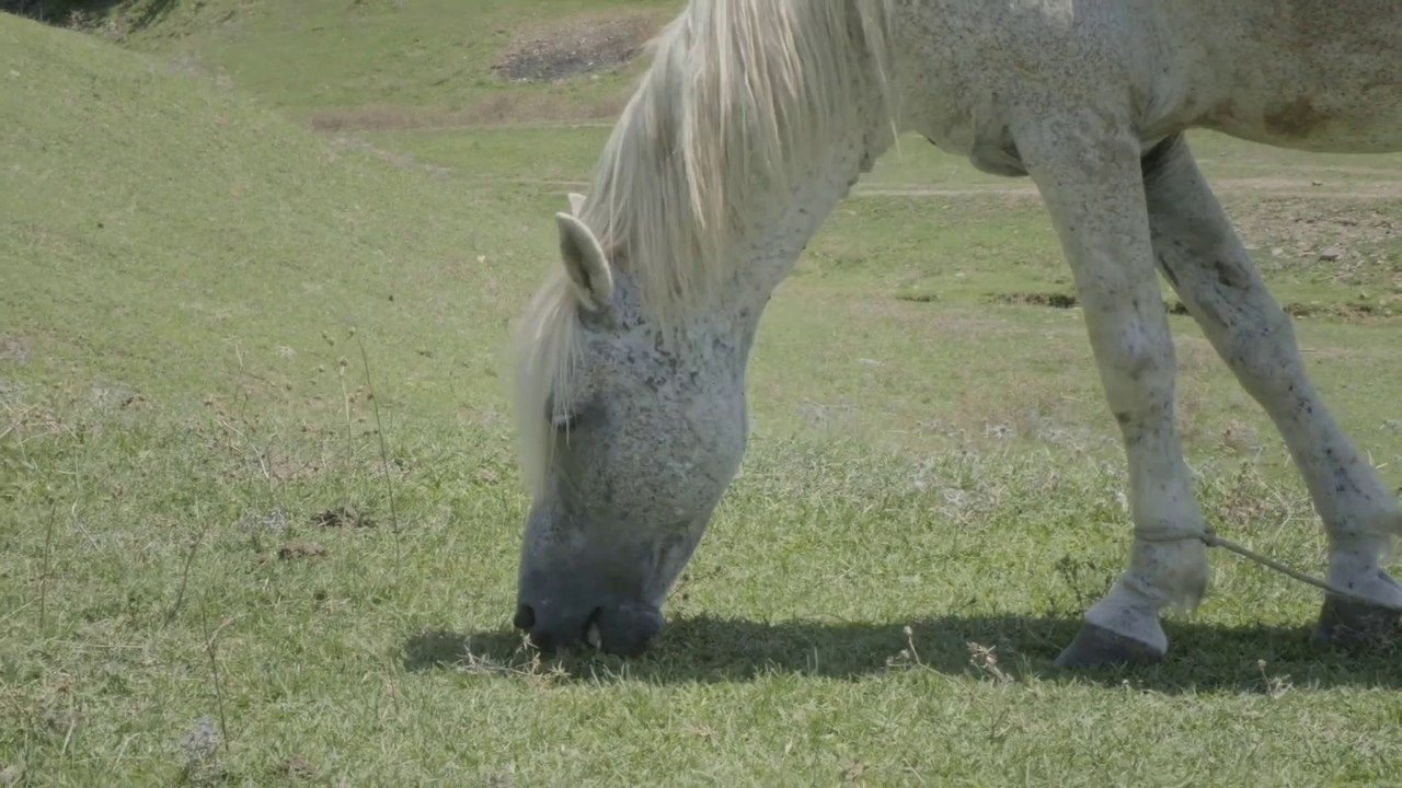 #animals lover ,#hors,