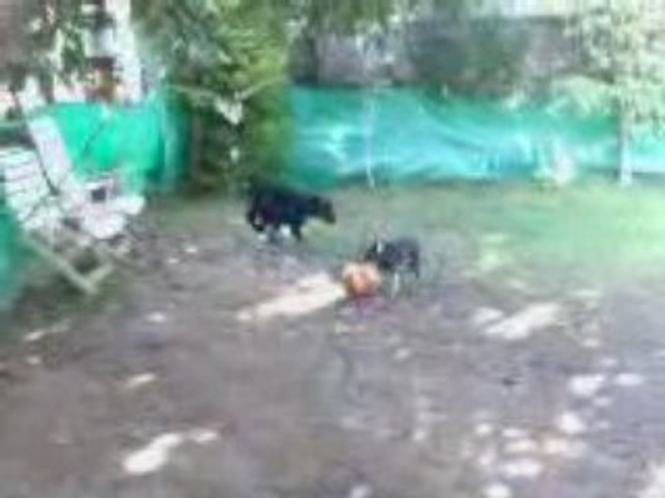 Cody & Ginger