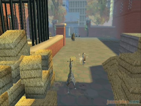 Madagascar : Les plumes vont voler