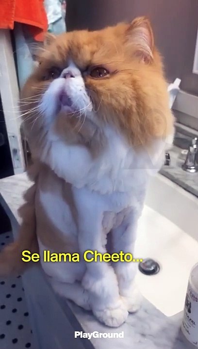 La nueva moda capilar para gatos