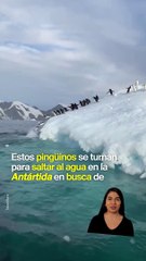 Pingüinos saltan al agua