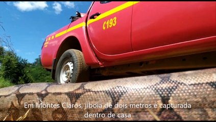 Jiboia e cobra-cipó são capturadas