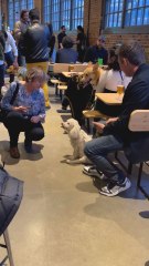 Doggos Events Bringing New Meaning To 'Puppy Love'