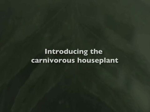 EverQuest II : Kingdom of Sky : Tistou les pouces verts