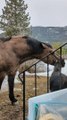 Horse Helps Goat Get Some Height