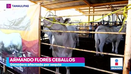 Sequía en Tamaulipas golpea al sector ganadero y agrícola