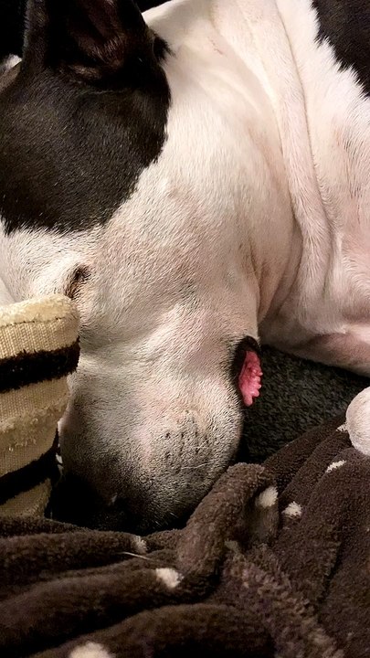 Dog Sleeps and Snores Like in the Cartoons