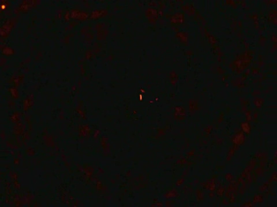 Spectrobes : Balade en vaisseau